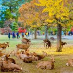 nara-park